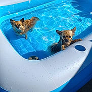 Vicky participe au concours pour gagner de l'argent avec cette photo : dog, small_dog, inflatable_pool, water, outdoor, sunlight, wet, pet, summer, blue_pool, grass, playful, animal, canine, domestic_animal, swimming, summer_fun, cute, pet_in_pool, shallow_water