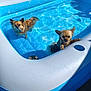 dog, small_dog, inflatable_pool, water, outdoor, sunlight, wet, pet, summer, blue_pool, grass, playful, animal, canine, domestic_animal, swimming, summer_fun, cute, pet_in_pool, shallow_water