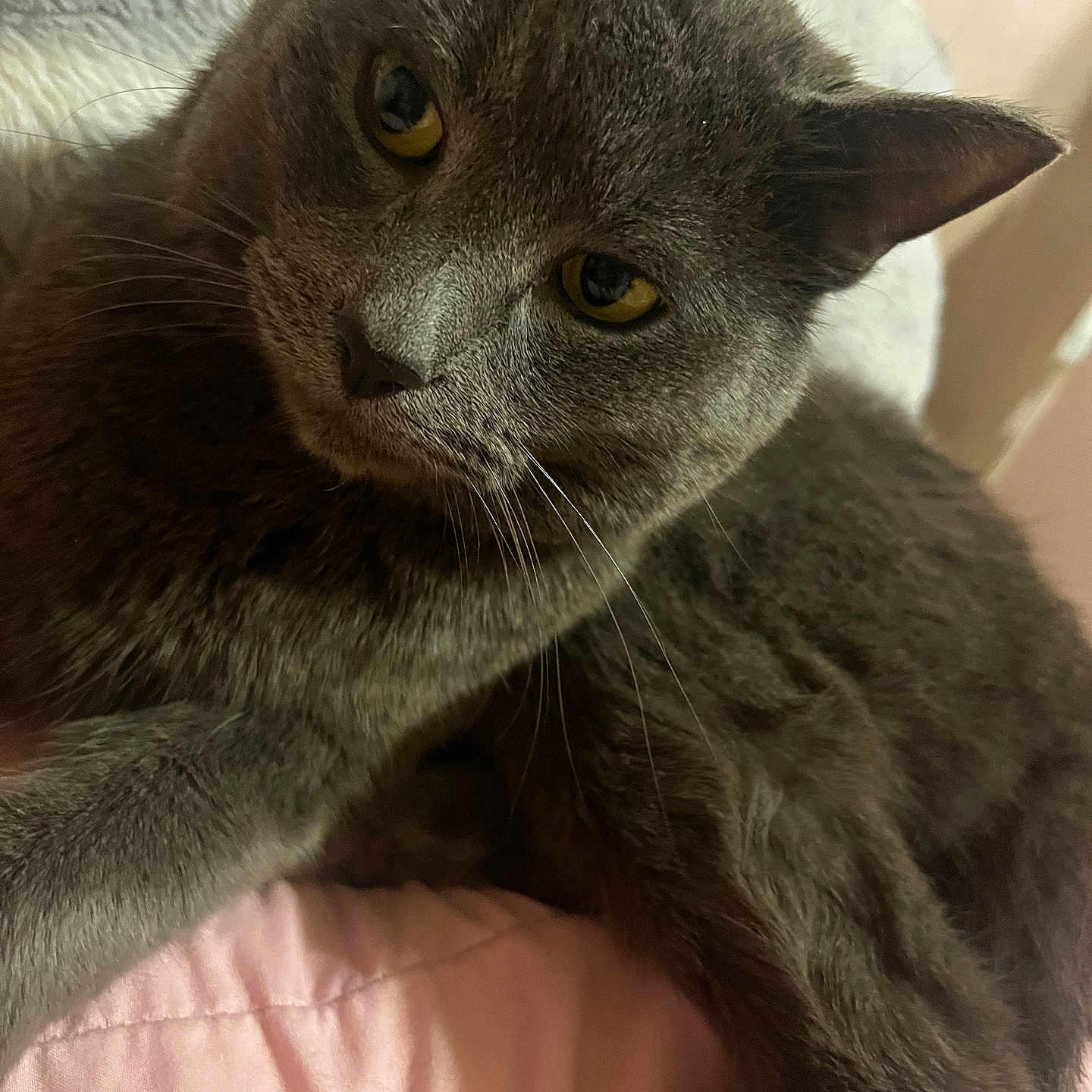 Kiki joined the competition — help win amazing prizes! cat, gray_cat, pet, animal, feline, close_up, indoor, cozy, blanket, fur, whiskers, cute, relaxed, golden_eyes, mammal, domestic_animal, portrait, resting, soft_texture, curious
