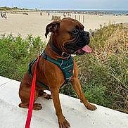 Aslan a rejoint le concours — aidez-le/la à gagner de superbes lots ! dog, boxer, brown_dog, harness, leash, beach, sand, ocean, sky, cloudy, plants, greenery, concrete, sitting, tongue_out, pet, outdoor, daytime, nature, animal