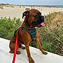 dog, boxer, brown_dog, harness, leash, beach, sand, ocean, sky, cloudy, plants, greenery, concrete, sitting, tongue_out, pet, outdoor, daytime, nature, animal
