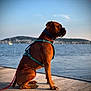 Aslan a rejoint le concours — aidez-le/la à gagner de superbes lots ! dog, brown_dog, harness, leash, dock, water, lake, calm_water, sky, clouds, sunlight, outdoor, pet, sitting, side_view, animal, nature, scenic, peaceful, daytime