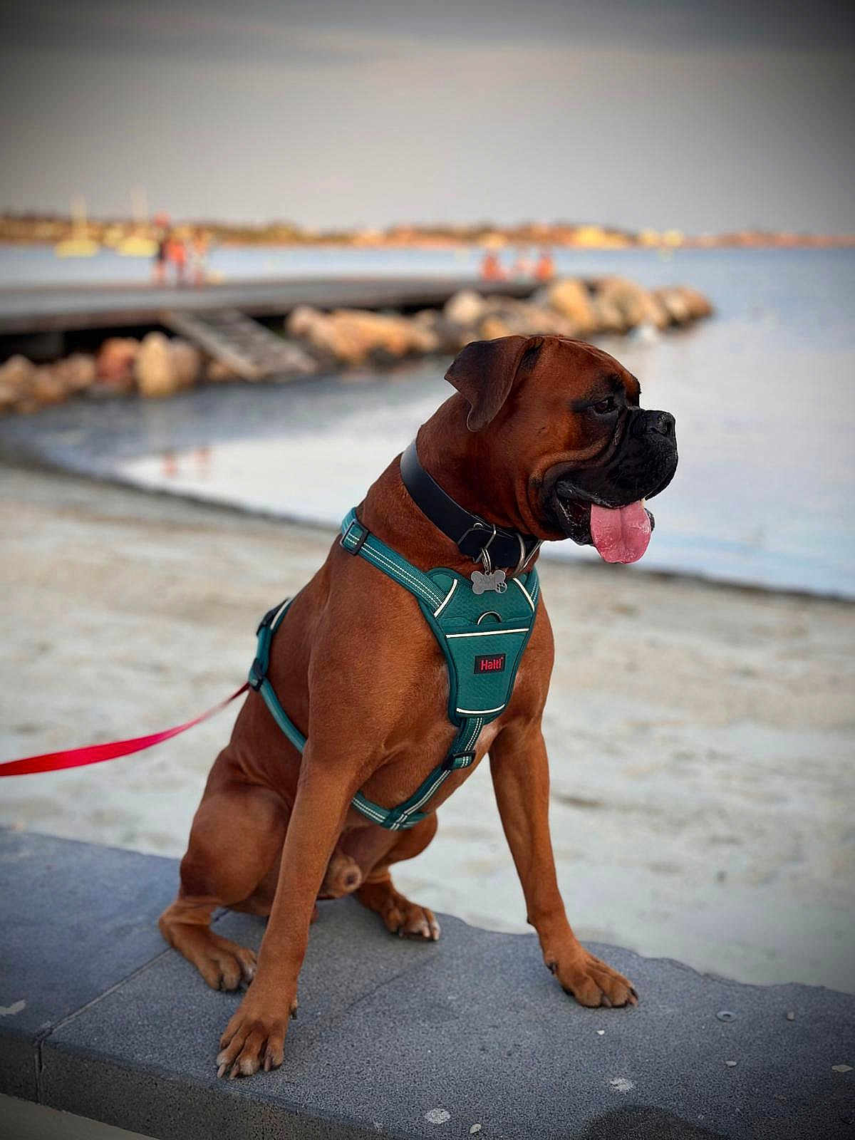 Aslan a rejoint le concours — aidez-le/la à gagner de superbes lots ! dog, brown_dog, boxer, sitting, harness, leash, beach, water, pier, rocks, outdoor, sunset, canine, pet, tongue_out, animal, calm, scenic, nature, side_view