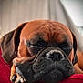 Aslan participe au concours pour gagner de l'argent avec cette photo : dog, brown_dog, sleeping, close_up, pet, canine, resting, snout, paw, red_cushion, indoor, fur, wrinkles, nose, ears, cozy, relaxed, animal, companion, portrait