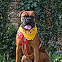 dog, brown_dog, bandana, harness, grass, ivy, stone_wall, outdoor, pet, canine, tongue_out, sitting, leash, nature, leafy, sunlight, portrait, alert, animal, friendly