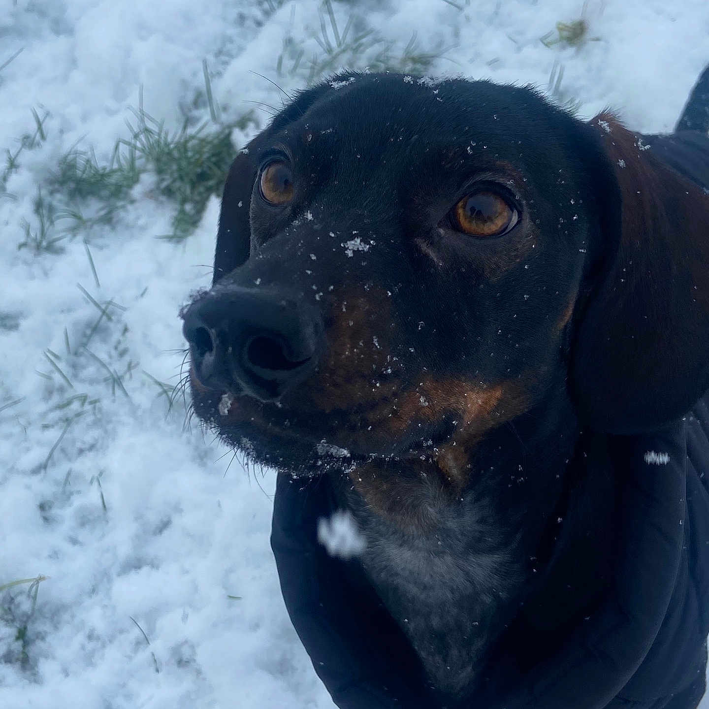 Lilo a rejoint le concours — aidez-le/la à gagner de superbes lots ! animal, beagle, blizzard, canine, clothing, coat, dog, hound, ice, labradorretriever, nature, outdoors, pet, pointer, puppy, snout, snow, storm, weather, winter