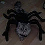 Bounty a rejoint le concours — aidez-le/la à gagner de superbes lots ! animal, black, cat, costume, curious, cute, dress_up, feline, floor, fluffy, funny, gray, halloween, home, indoor, legs, pet, playful, spider_legs, wooden_floor