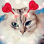 Bounty participe au concours pour gagner de l'argent avec cette photo : adorable, animal, blue_blanket, cat, close_up, cozy, cute, expression, feline, fluffy, green_eyes, heart_antennae, indoor, love, pet, pink_hearts, portrait, soft, valentine, whiskers