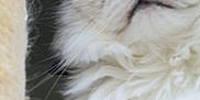 Bounty participe au concours pour gagner de l'argent avec cette photo : animal, cat, close_up, curious, cute, domestic_cat, face, feline, fluffy, fur, gray_fur, green_eyes, indoor, looking_up, nose, pet, portrait, soft_texture, whiskers, white_fur
