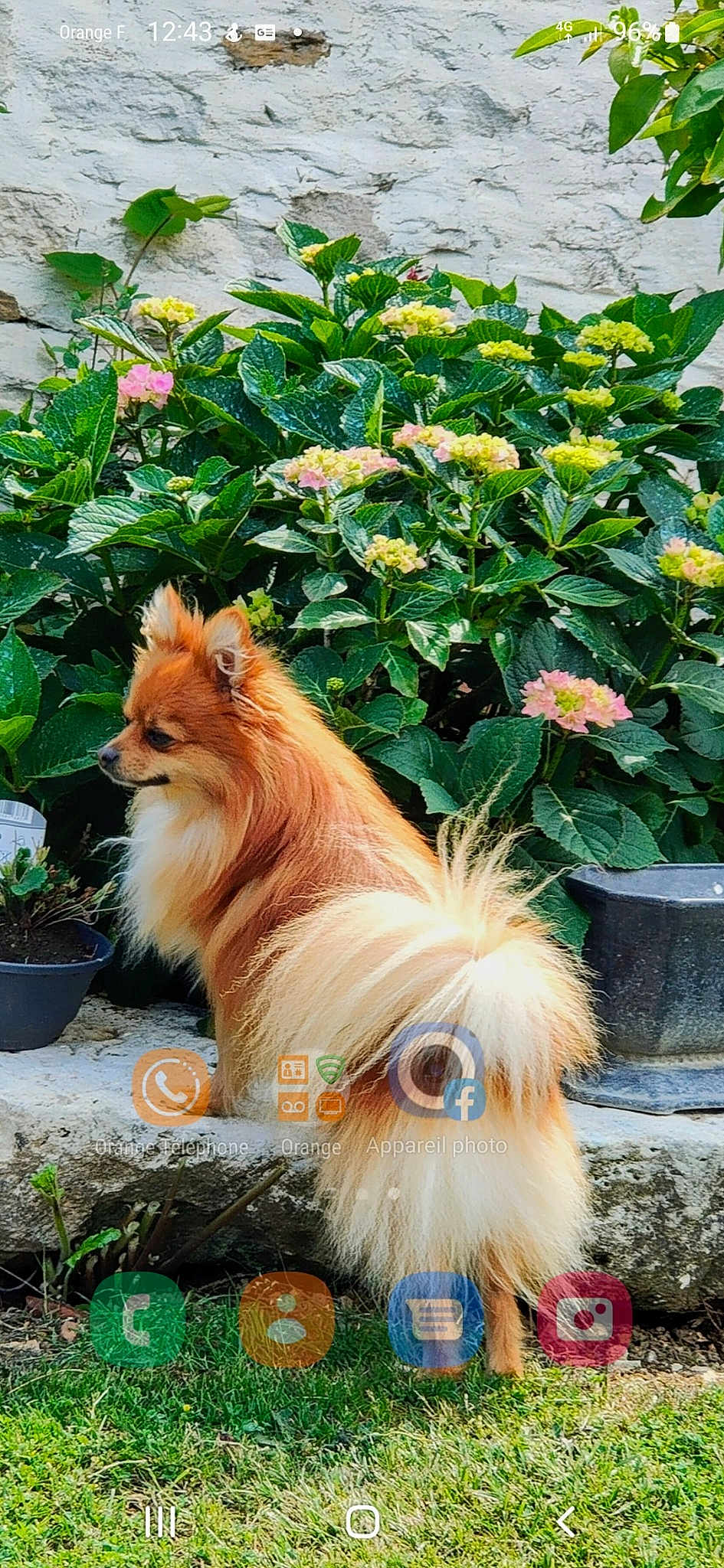 Oscar