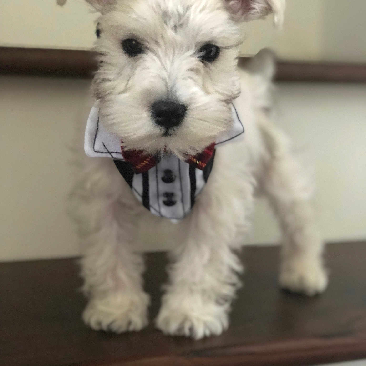 Fionn joined the competition — help win amazing prizes! canidae, carnivore, companion_dog, dog, dog_breed, maltepoo, maltese, mammal, miniature_schnauzer, puppy, rare_breed_dog, schnauzer, schnoodle, sealyham_terrier, small_terrier, snout, sporting_lucas_terrier, terrier, vertebrate, west_highland_white_terrier