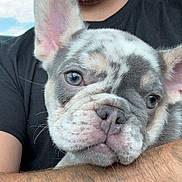 Lucki joined the competition — help win amazing prizes! dog, puppy, french_bulldog, close_up, pet, animal, ears, face, cute, adorable, person, arm, black_shirt, indoor, portrait, whiskers, snout, fur, expression, holding