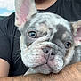 dog, puppy, french_bulldog, close_up, pet, animal, ears, face, cute, adorable, person, arm, black_shirt, indoor, portrait, whiskers, snout, fur, expression, holding