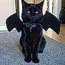 animal, bat_wings, black_cat, carpet, cat, costume, cute, domestic_cat, doorway, feline, floor, funny, home, indoor, pet, pet_accessory, playful, purple_collar, sitting, wall