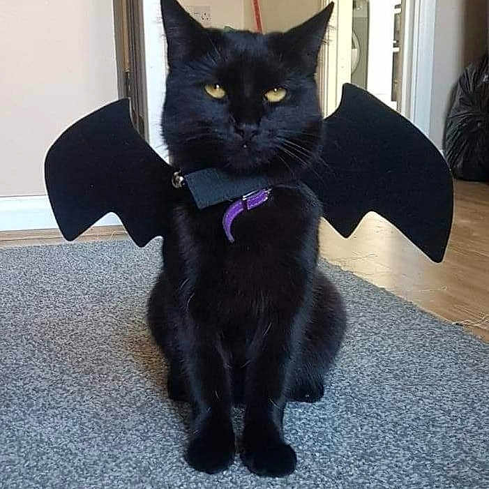 Beerus joined the competition — help win amazing prizes! animal, bat_wings, black_cat, carpet, cat, costume, cute, domestic_cat, doorway, feline, floor, funny, home, indoor, pet, pet_accessory, playful, purple_collar, sitting, wall
