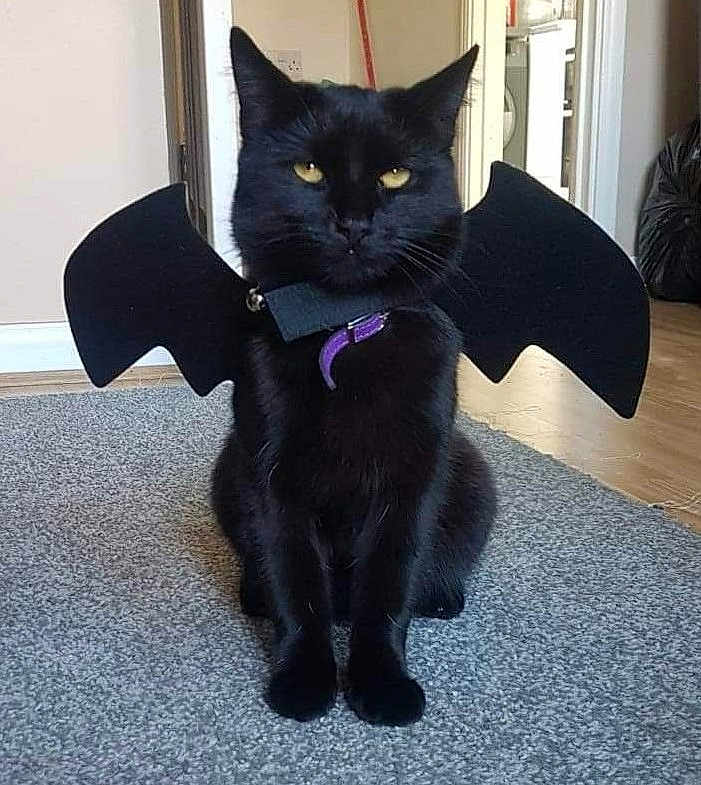 Beerus joined the competition — help win amazing prizes! animal, bat_wings, black_cat, carpet, cat, costume, cute, domestic_cat, doorway, feline, floor, funny, home, indoor, pet, pet_accessory, playful, purple_collar, sitting, wall