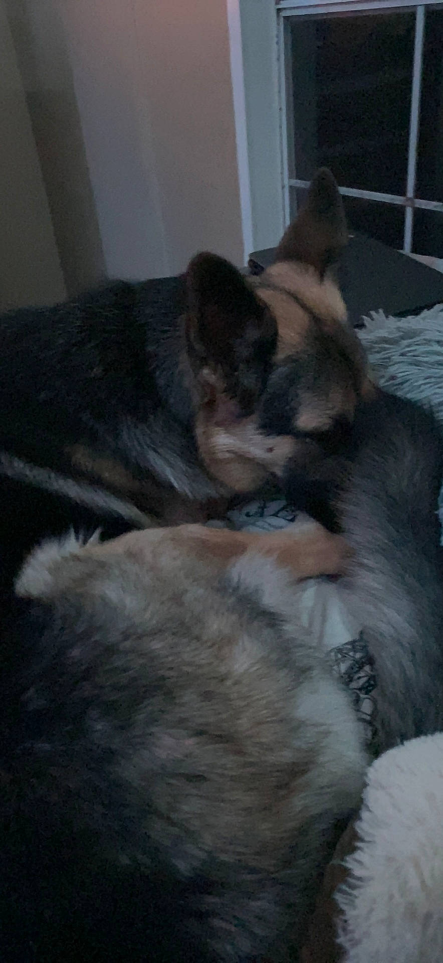 Greta joined the competition — help win amazing prizes! canidae, carnivore, comfort, companion_dog, dog, dog_breed, east_european_shepherd, fawn, felidae, fur, german_shepherd_dog, grey, nap, paw, small_to_medium_sized_cats, snout, sporting_group, tail, terrestrial_animal, whiskers