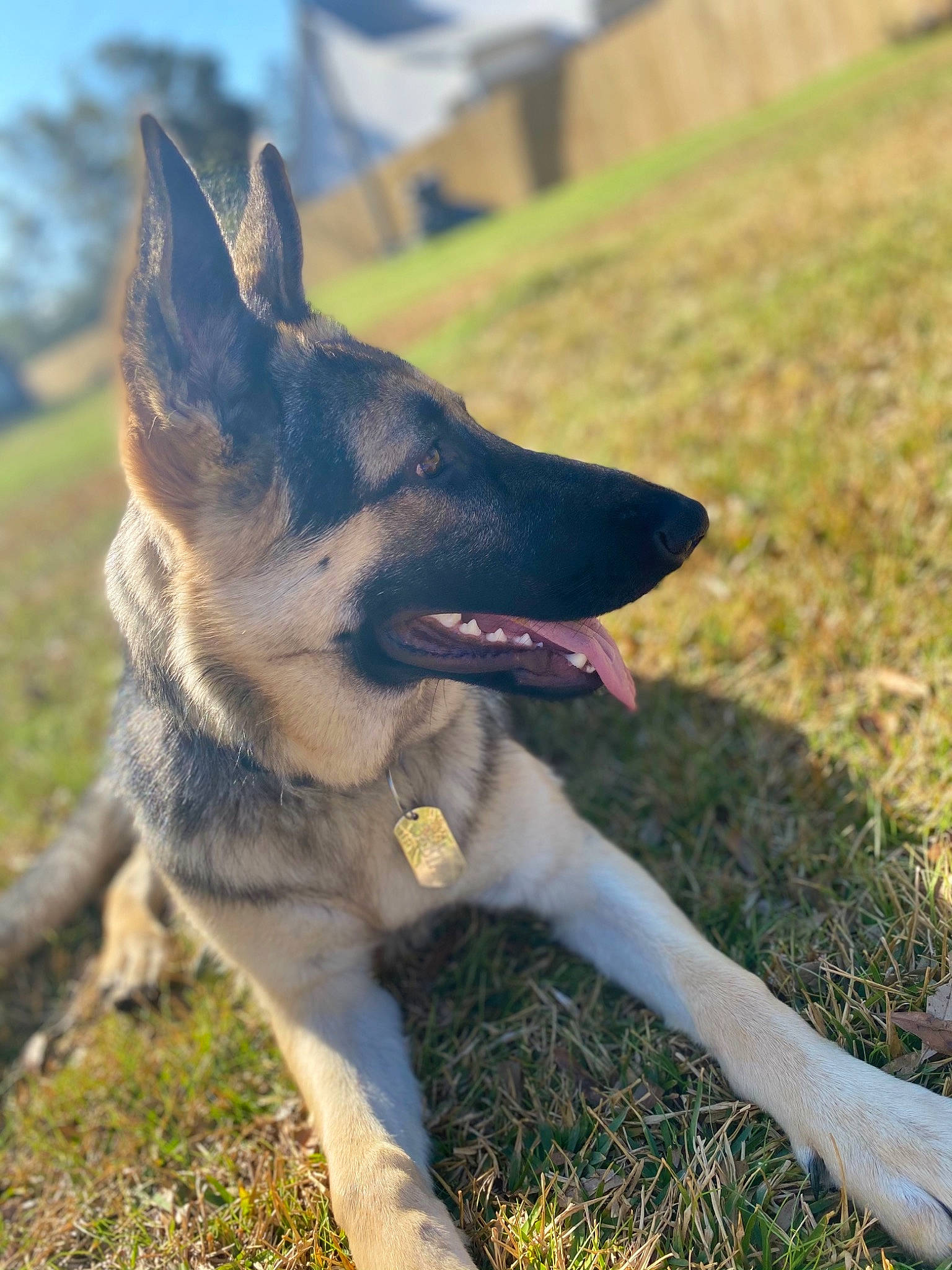 Greta is registered to the contest to win money with this photo: australian_cattle_dog, carnivore, collar, companion_dog, dog, dog_breed, east_european_shepherd, fang, fawn, foot, grass, herding_dog, non_sporting_group, plant, sky, tail, terrestrial_animal, whiskers, working_animal, working_dog