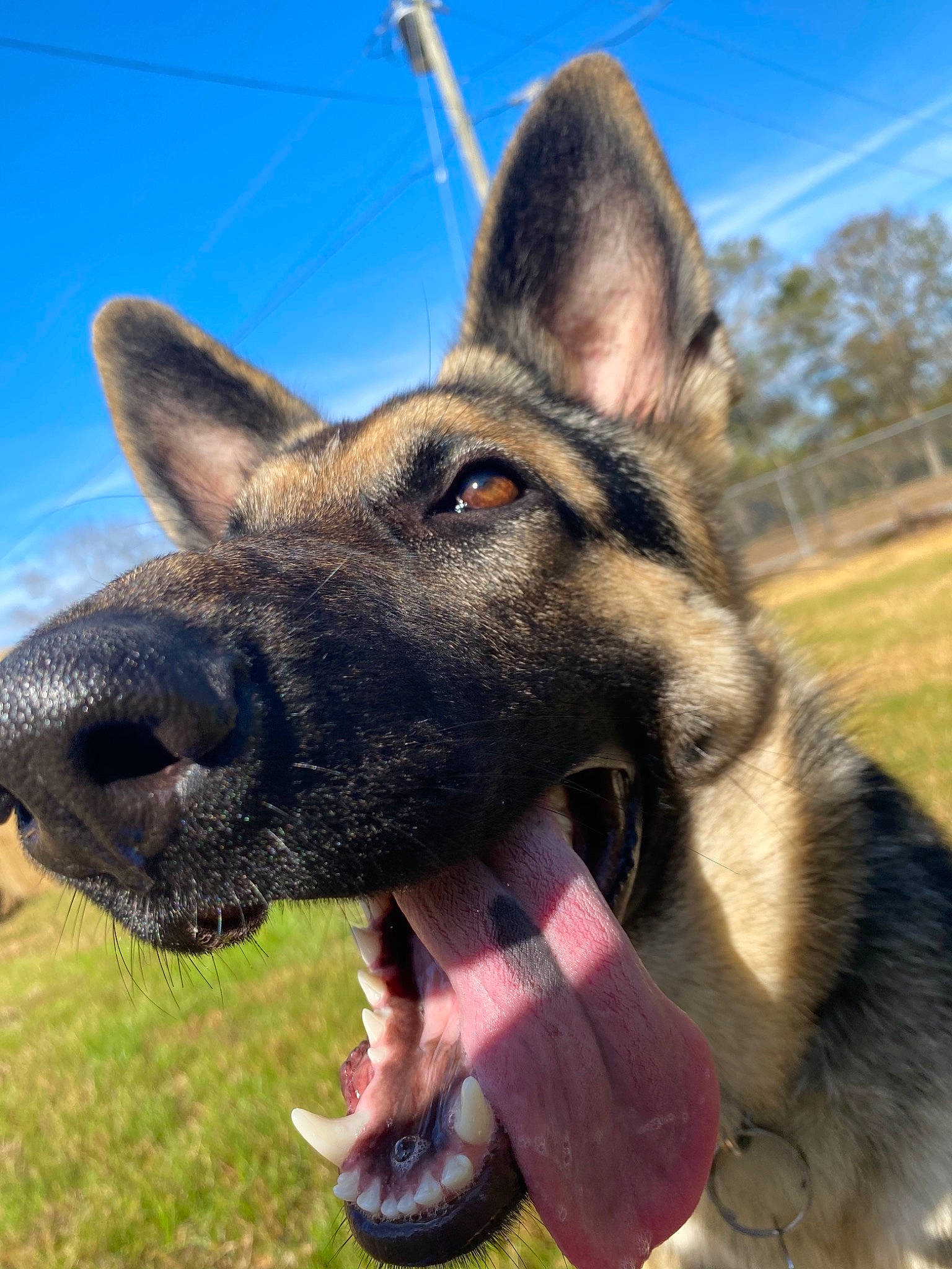 Greta joined the competition — help win amazing prizes! carnivore, cloud, collar, companion_dog, dog, dog_breed, ear, fawn, german_shepherd_dog, grass, herding_dog, king_shepherd, old_german_shepherd_dog, sky, snout, sporting_group, terrestrial_animal, tree, whiskers, working_animal