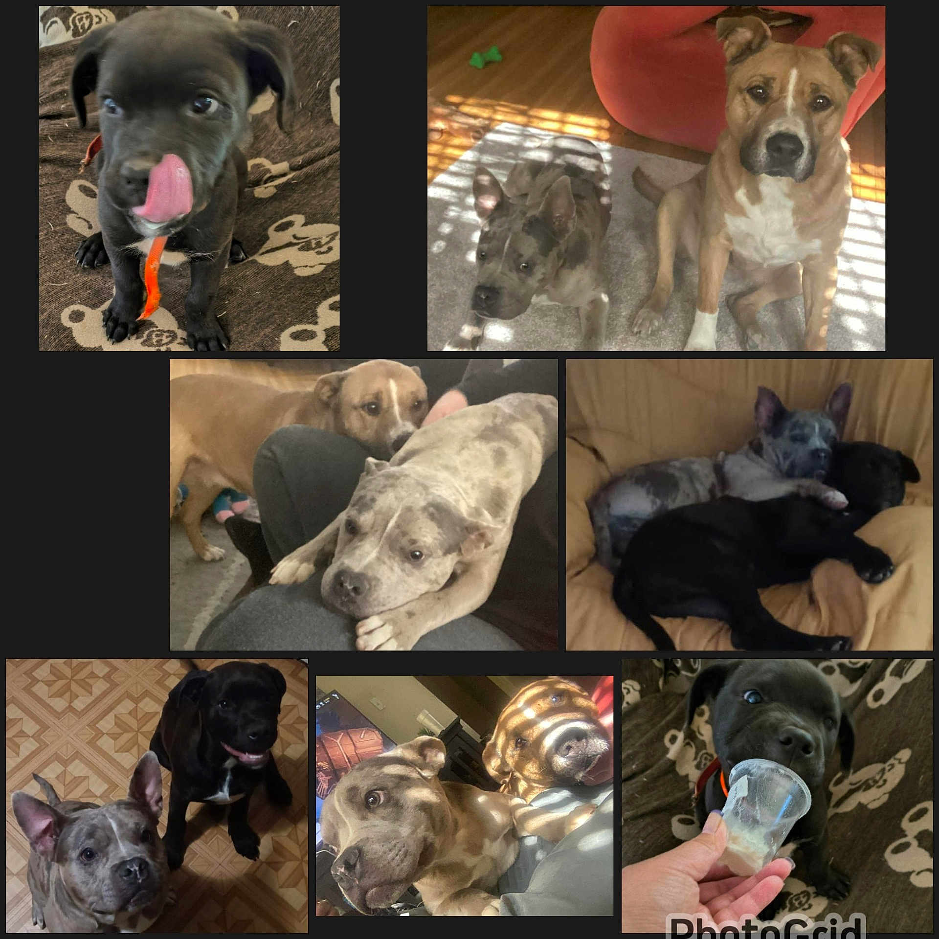 Our Family joined the competition — help win amazing prizes! animal, black, blanket, brown, close_up, couch, curious, cute, dog, floor, furniture, group, hand, indoor, pet, playing, puppy, resting, sleeping, treat