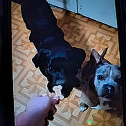 Our Family joined the competition — help win amazing prizes! dog, black_dog, brown_dog, hand, floor, treat, bone_shaped_treat, indoor, expectant, pet, animal, canine, looking_up, waiting, patterned_floor, brown_and_white_dog, black_and_brown_dog, paw, ears, snout