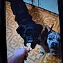 dog, black_dog, brown_dog, hand, floor, treat, bone_shaped_treat, indoor, expectant, pet, animal, canine, looking_up, waiting, patterned_floor, brown_and_white_dog, black_and_brown_dog, paw, ears, snout
