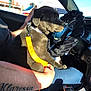 Our Family is registered to the contest to win money with this photo: puppy, dog, black_dog, leash, car, interior, person, tattoo, arm, steering_wheel, seat, window, daylight, hand, clothing, gear_shift, collar, pet, vehicle, sitting