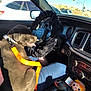 Our Family is registered to the contest to win money with this photo: puppy, dog, car_interior, steering_wheel, leash, person, vehicle, sunlight, blue_sky, dashboard, seat, gear_shift, window, road, traffic_light, side_mirror, clothing, happy, pet, travel
