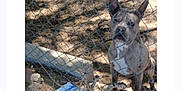 Our Family is registered to the contest to win money with this photo: animal, attention, branch, brick, canine, chain_link_fence, dirt, dog, ear, fence, ground, guard, nature, outdoor, pet, shadow, snout, spot, sunlight, yard