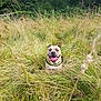 dog, grass, nature, outdoor, happy, tongue_out, forest, greenery, animal, pet, canine, summer, daylight, field, playful, collar, cheerful, wild, flora, sunlight