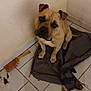 dog, pet, indoor, corner, floor, tile, mat, torn, brush, debris, sad, looking_up, brown_dog, ears, paws, expression, wall, messy, animal, domestic