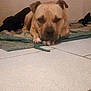 dog, sleeping, mat, floor, tile_floor, indoor, pet, resting, brown_dog, shadow, animal, canine, quiet, relaxed, companion, home, domestic, laying_down, background, wall