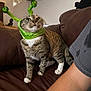 cat, tabby, pet, animal, green_headband, alien_antenna, couch, brown_leather, indoor, furniture, person_arm, white_paws, striped_fur, whiskers, ears, sitting, looking_up, household, funny_costume, cute