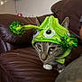 cat, tabby_cat, green_hat, costume, indoor, leather_couch, pet, animal, ears, face, fur, whiskers, close_up, cute, domestic_cat, feline, resting, expression, household, funny_hat