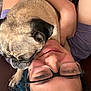 person, dog, pug, glasses, blue_hair, couch, hug, close_up, face, wrinkles, pet, snuggle, casual_clothing, indoor, relaxation, comfort, skin, arm, portrait, friendship