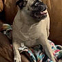 dog, pug, pet, animal, indoor, couch, blanket, leather, fur, tongue, expression, wide_eyes, seated, cozy, home, cute, small_dog, looking_sideways, colorful_blanket, living_room