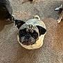 pug, dog, pet, carpet, toy, stuffed_animal, looking_up, cute, indoor, animal, small_dog, fawn_color, black_ears, whiskers, floor, playful, companion, domestic_animal, waiting, curious