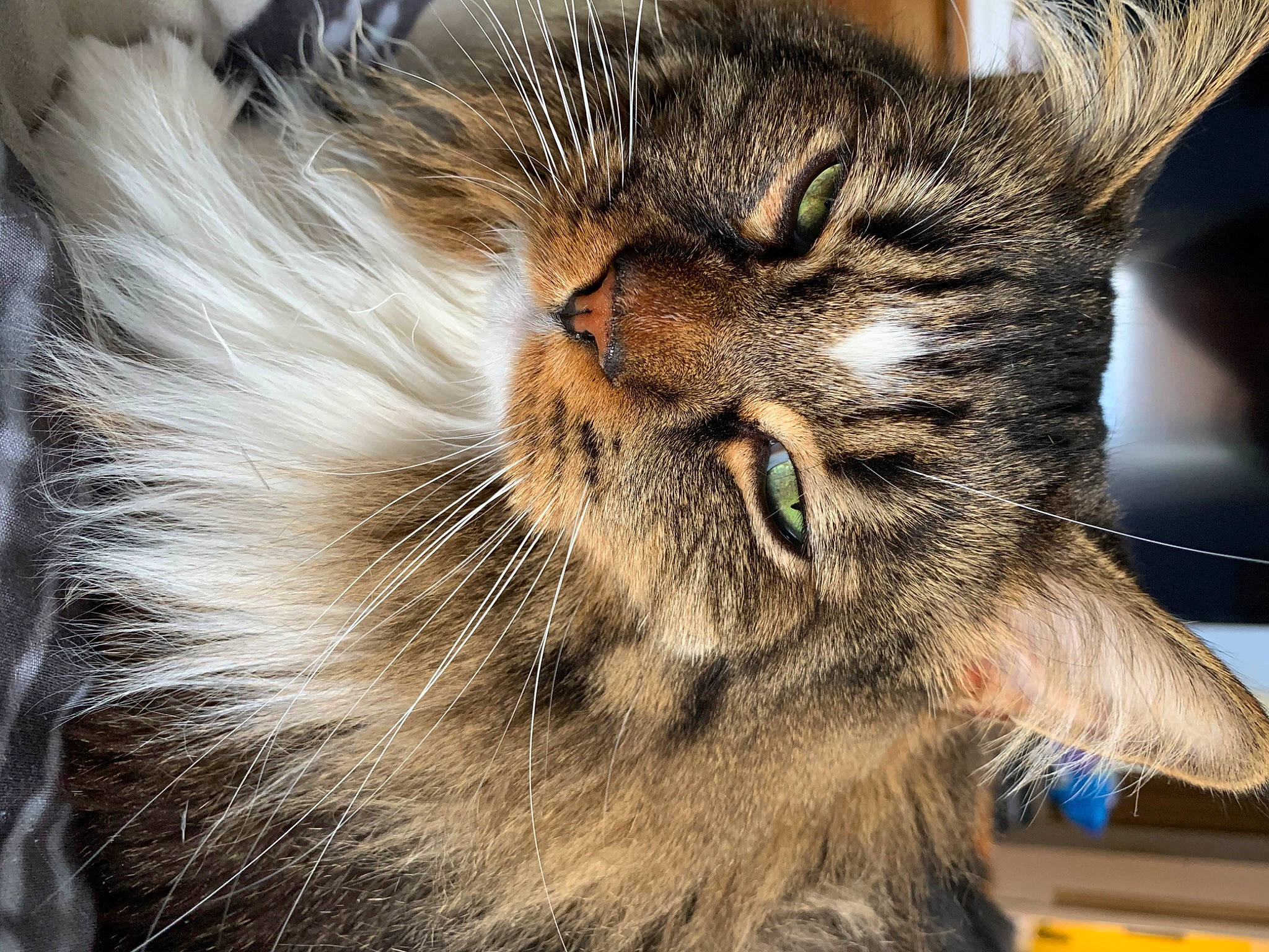 Kit-kat is registered to the contest to win money with this photo: carnivore, cat, close_up, domestic_long_haired_cat, ear, european_shorthair, eye, felidae, fur, kitten, maine_coon, mammal, norwegian_forest_cat, nose, pixie_bob, siberian, small_to_medium_sized_cats, snout, tabby_cat, whiskers