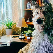 Benji joined the competition — help win amazing prizes! couch, cozy, curious, curtains, decor, dog, fur, furniture, home, indoor, lamp, living_room, pet, plant, relaxed, remote_control, seated, table, window, wooden_shelf