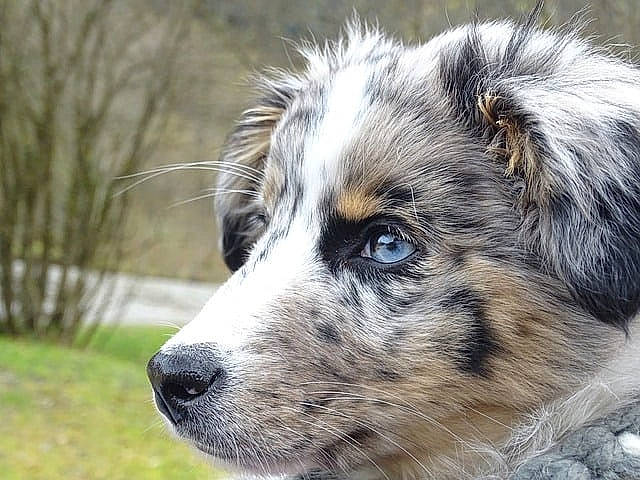 Heaven joined the competition — help win amazing prizes! aidi, australian_cattle_dog, australian_collie, australian_shepherd, border_collie, canidae, carnivore, companion_dog, dog, dog_breed, english_shepherd, herding_dog, mammal, miniature_australian_shepherd, rare_breed_dog, snout, sporting_group, vertebrate, welsh_sheepdog, working_dog