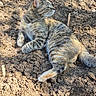 animal, cat, closeup, daylight, domestic_animal, fur, garden, lying_down, mammal, nature, outdoor, peaceful, pet, plant_marker, relaxed, resting, soil, sunlight, tabby_cat, whiskers