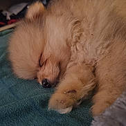 Bao a rejoint le concours — aidez-le/la à gagner de superbes lots ! dog, puppy, sleeping, fluffy, fur, cute, pet, animal, cozy, resting, blanket, indoors, small, adorable, peaceful, closeup, paw, nose, ears, relaxing