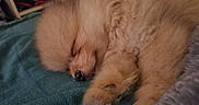 Bao a rejoint le concours — aidez-le/la à gagner de superbes lots ! adorable, animal, blanket, closeup, cozy, cute, dog, ears, fluffy, fur, indoors, nose, paw, peaceful, pet, puppy, relaxing, resting, sleeping, small