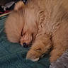 dog, puppy, sleeping, fluffy, fur, cute, pet, animal, cozy, resting, blanket, indoors, small, adorable, peaceful, closeup, paw, nose, ears, relaxing