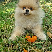 Bao participe au concours pour gagner de l'argent avec cette photo : adorable, animal, cute, dog, eyes, fluffy, fur, grass, greenery, mammal, nature, orange_peel, outdoor, pet, playful, pomeranian, puppy, small_dog, snout, young_dog