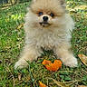 adorable, animal, cute, dog, eyes, fluffy, fur, grass, greenery, mammal, nature, orange_peel, outdoor, pet, playful, pomeranian, puppy, small_dog, snout, young_dog