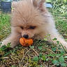 Bao participe au concours pour gagner de l'argent avec cette photo : animal, chewing, close_up, cute, daylight, dog, fluffy, fruit, grass, greenery, leaf, lying_down, nature, orange, outdoor, pet, plant, pomeranian, puppy, young