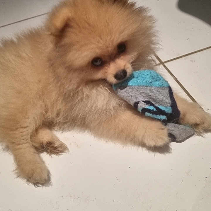 Bao