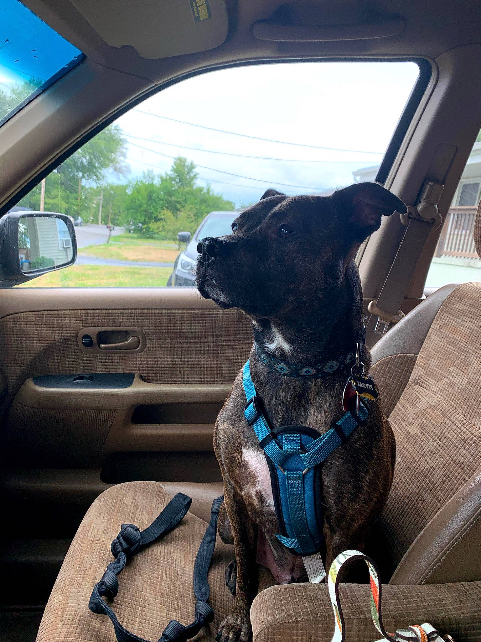 Jarvis is registered to the contest to win money with this photo: automotive_exterior, automotive_mirror, car, car_seat, car_seat_cover, carnivore, collar, companion_dog, dog, dog_breed, dog_collar, fawn, mirror, mode_of_transport, motor_vehicle, sky, steering_part, steering_wheel, vehicle, vehicle_door