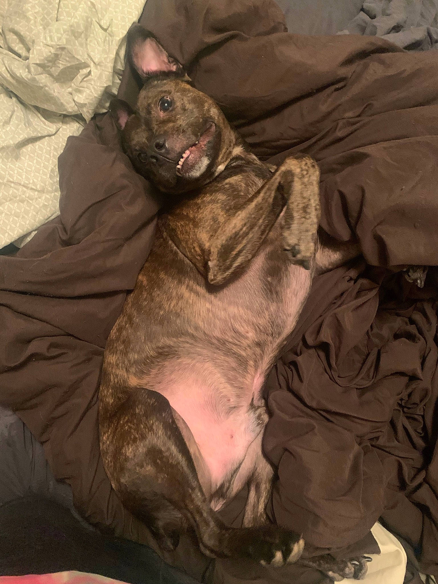 Jarvis joined the competition — help win amazing prizes! brown, canidae, carnivore, cat, comfort, companion_dog, dog_breed, fawn, felidae, flesh, fur, grey, linens, sleeve, small_to_medium_sized_cats, sporting_group, tail, terrestrial_animal, whiskers, wrinkle